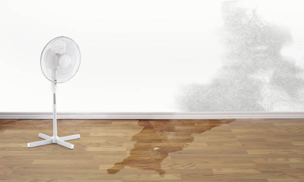 Best Local water damage restoration  in Greenbriar, FL