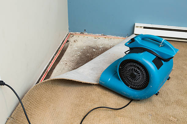 Best Basement water damage restoration  in Greenbriar, FL